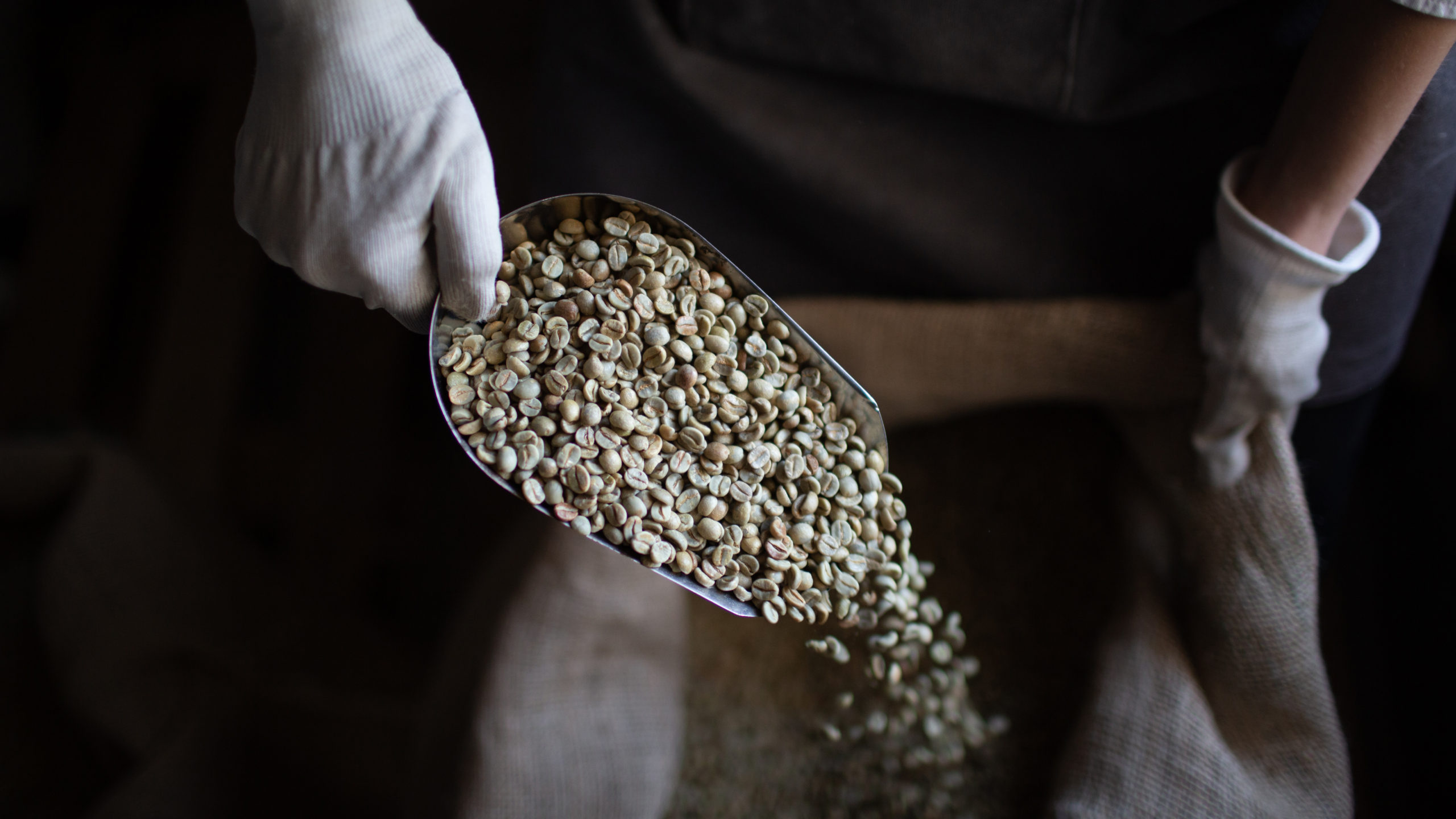 Green coffee beans in burlap sack and woman roaster with scoop.