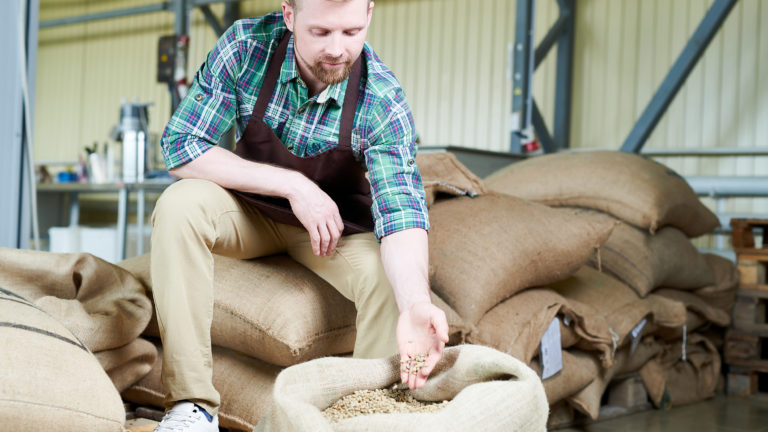 Full length portrait of handsome young man sitting on heap of  burlap bags with coffee, gently taking handful of fresh raw coffee beans checking in for quality, copy space